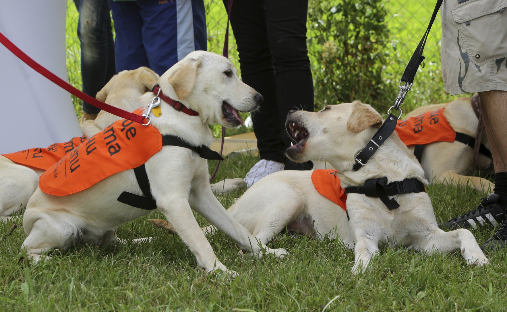 International Guide Dogs Day: How to become a Puppy Raiser