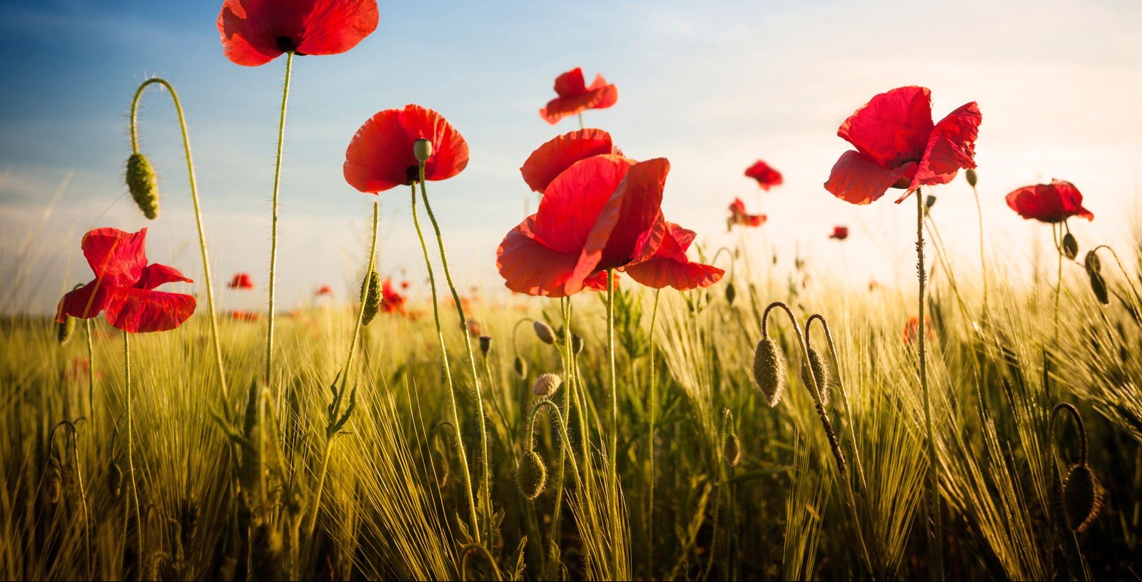 Centenary of Anzac Day at Lantern Club