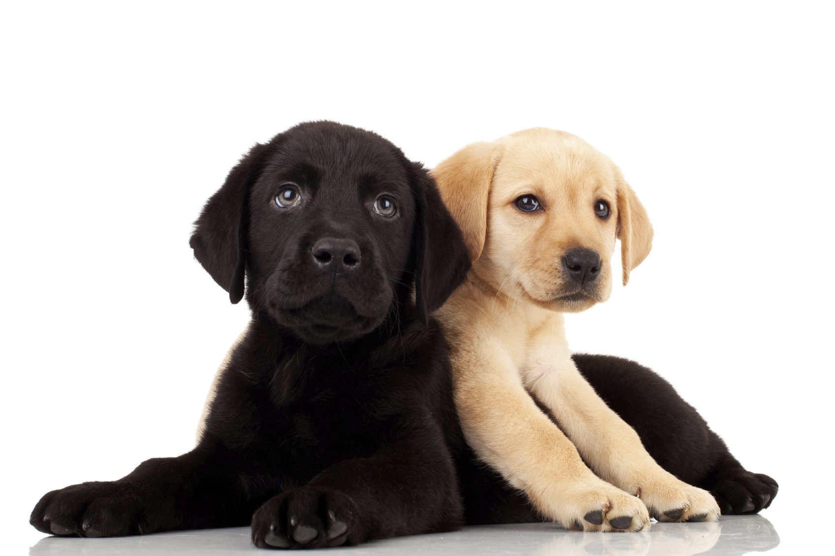two cute labrador puppies - one with mouth open and one looking away