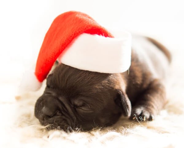 dog with christmas hat pet gifts