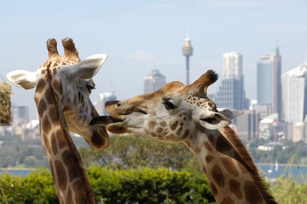 Valentine’s Day ideas in Sydney, A giraffe at Sydney’s Taronga zoo