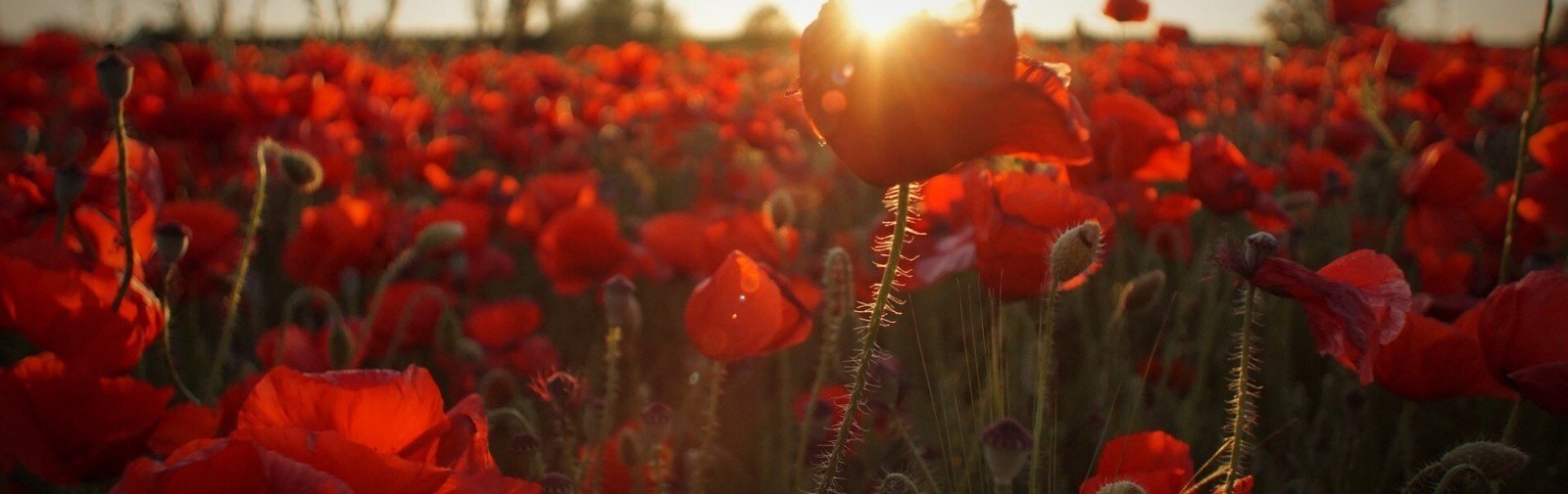 Field of poppies