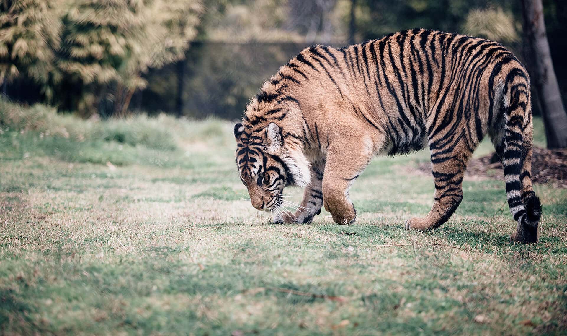 Tiger at Symbio Wildlife Park