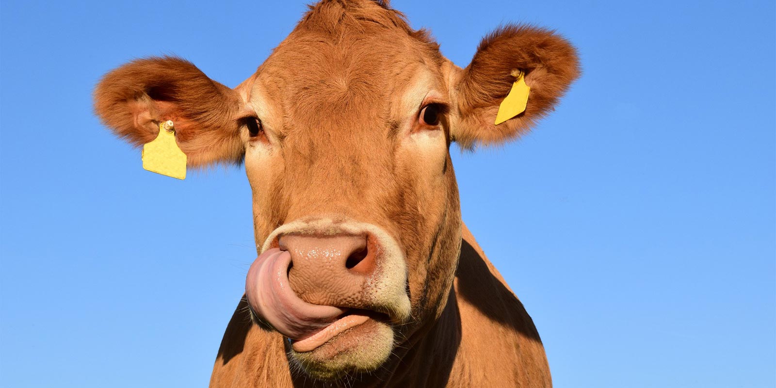 Close up photograph of a dairy milk cow licking its nose.