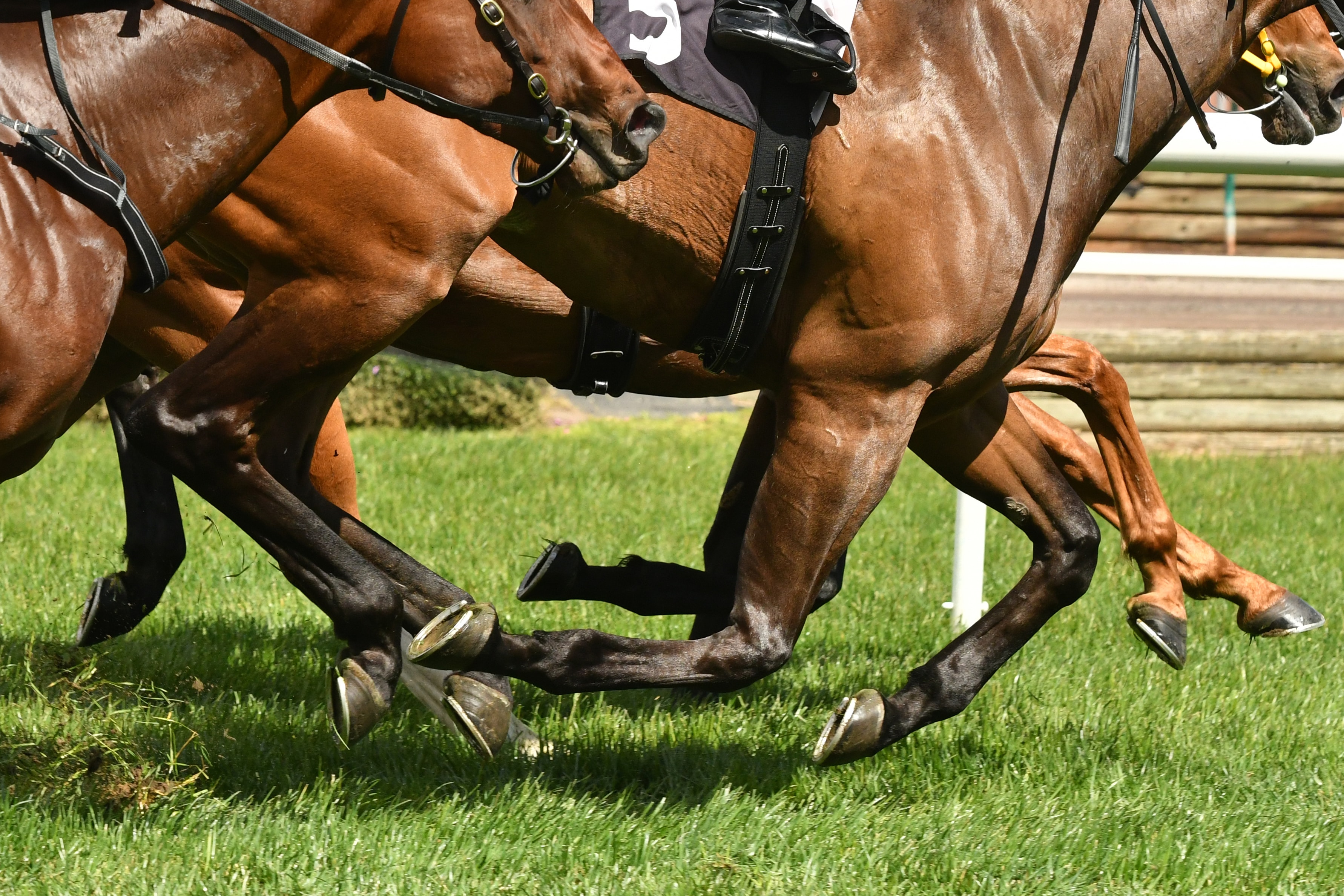 melbourne cup